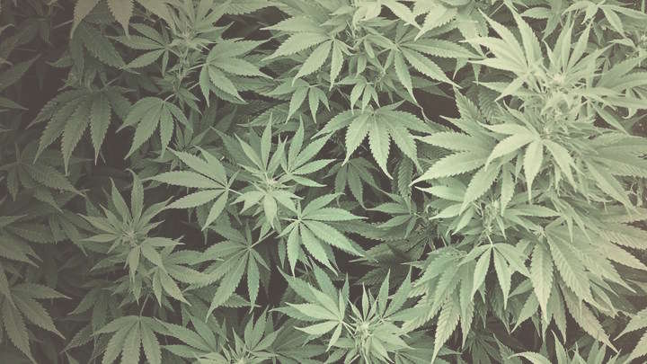 cannabis-TL.png