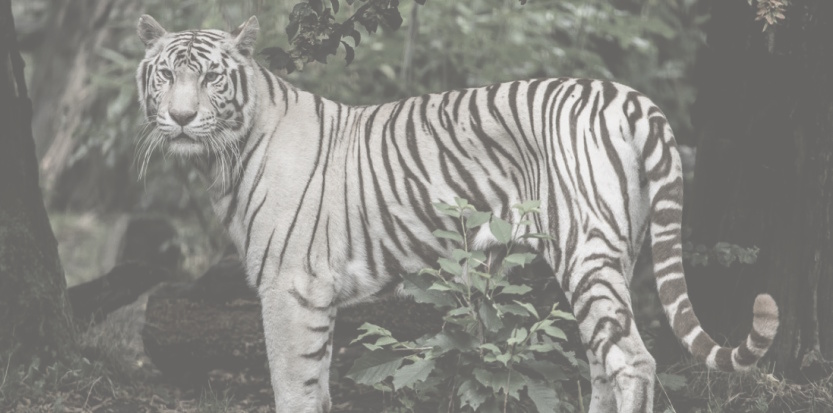 tigre-blanc
